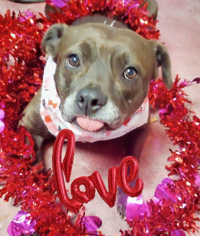 Bailey, Adoptable, Adult Male Basenji & Terrier.