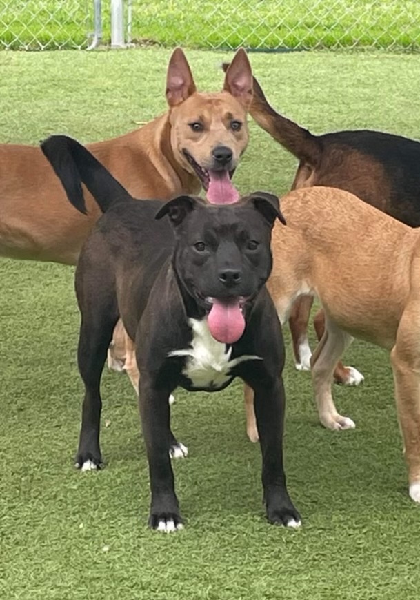 Enlarge Bailey, a Adoptable mixed breed in Jefferson, TX image 5/6