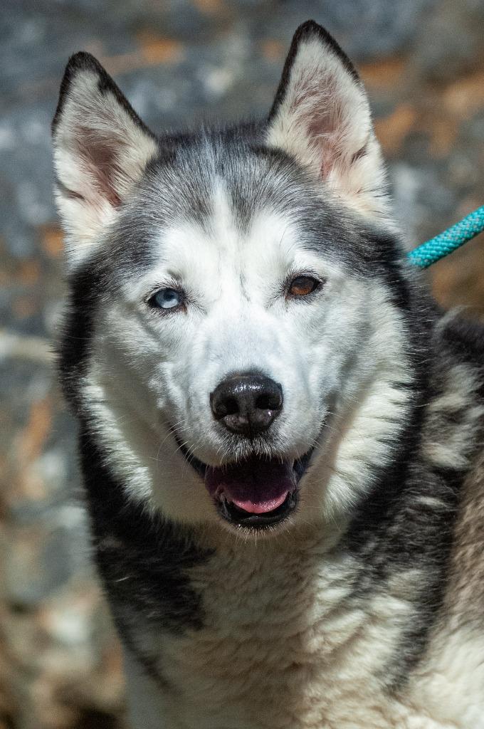 Wolfie, Adoptable, Adult Male Husky.