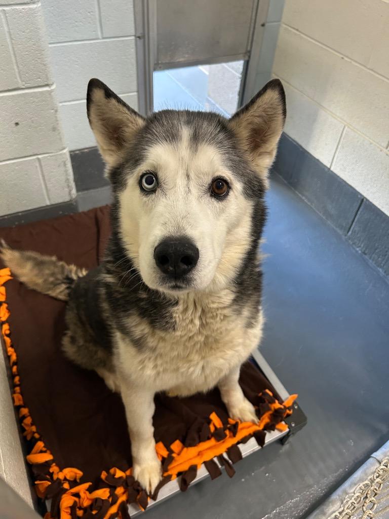 Enlarge Wolfie, a Adoptable mixed breed in Johnson City, TN image 2/3
