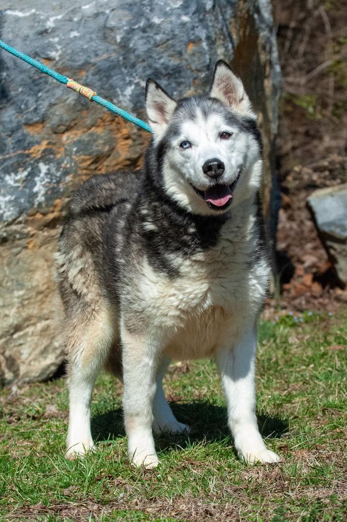 Enlarge Wolfie, a Adoptable mixed breed in Johnson City, TN image 3/3