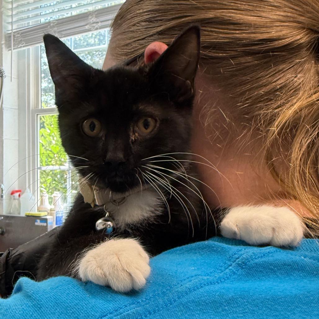 Enlarge Mao, a Adoptable Domestic Short Hair in Troy, VA image 1/4