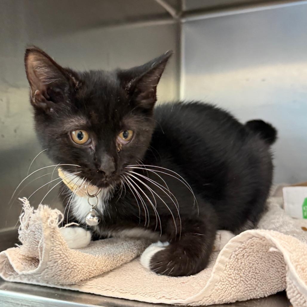 Enlarge Mao, a Adoptable Domestic Short Hair in Troy, VA image 2/4