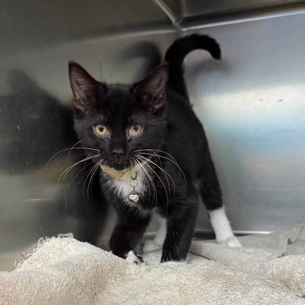 Enlarge Mao, a Adoptable Domestic Short Hair in Troy, VA image 3/4