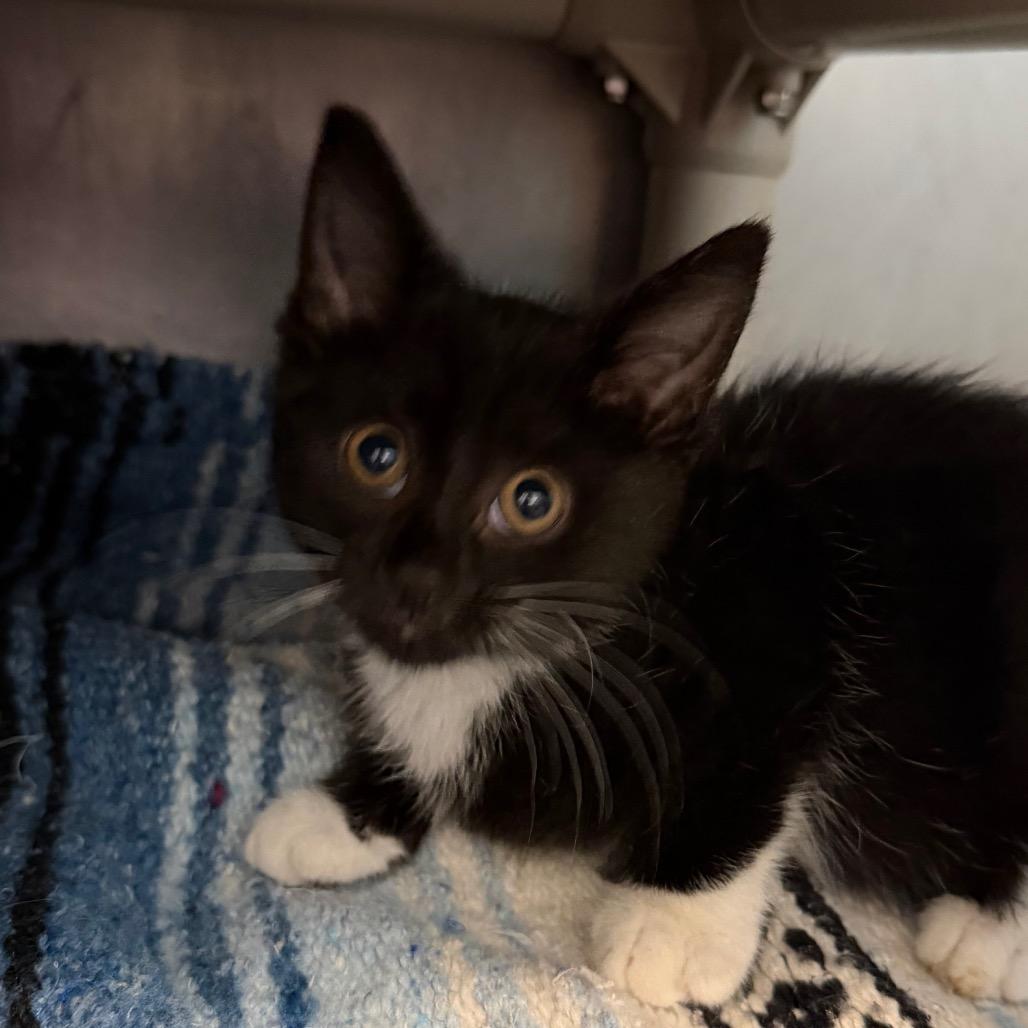 Enlarge Mao, a Adoptable Domestic Short Hair in Troy, VA image 4/4