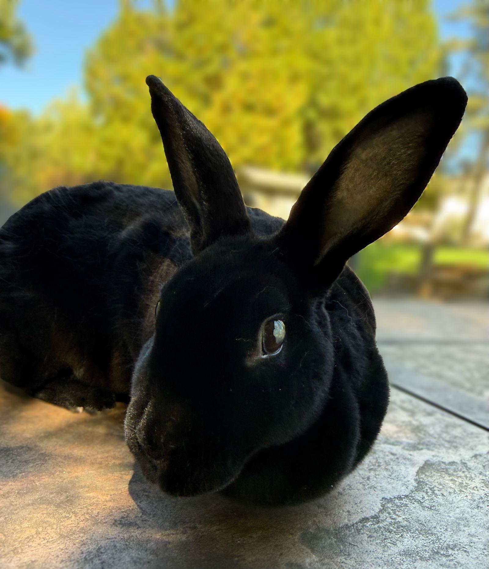 Enlarge Luna, a Adoptable Rex in Marshfield, WI image 1/3