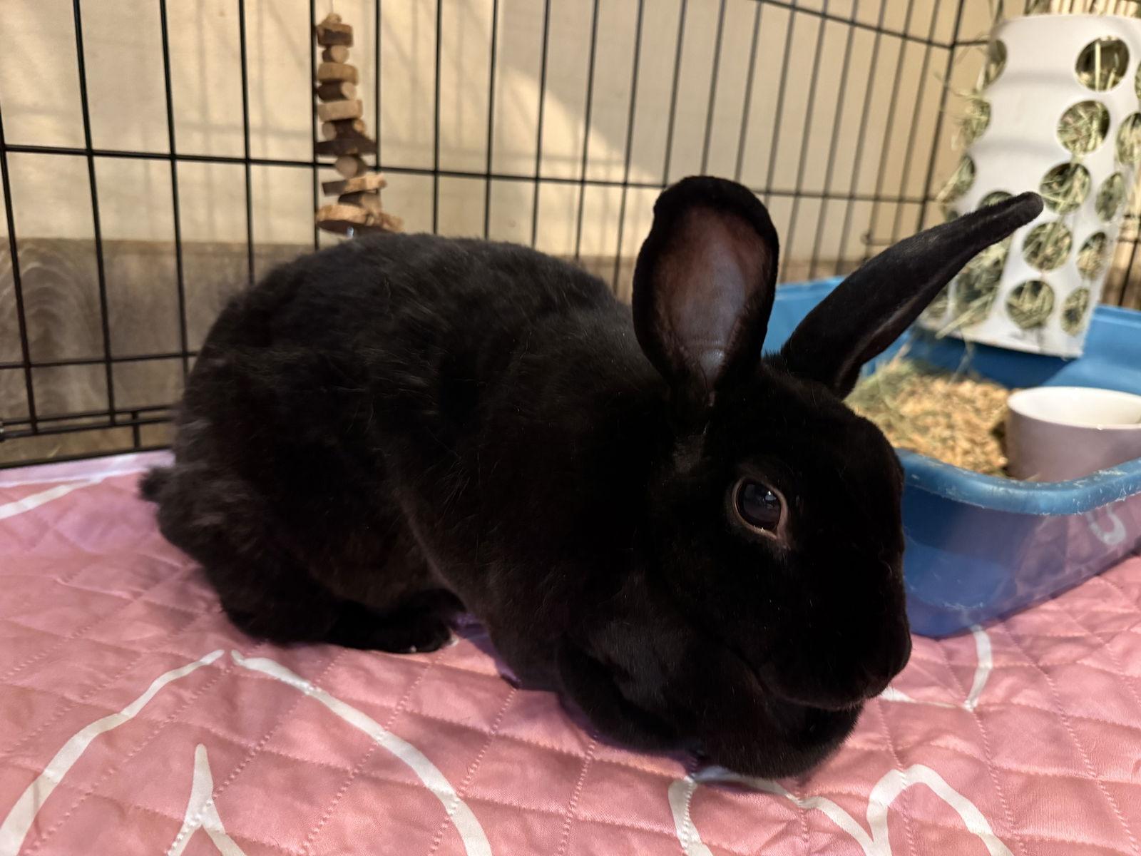 Enlarge Luna, a Adoptable Rex in Marshfield, WI image 2/3