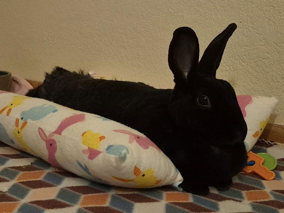 Enlarge Luna, a Adoptable Rex in Marshfield, WI image 3/3