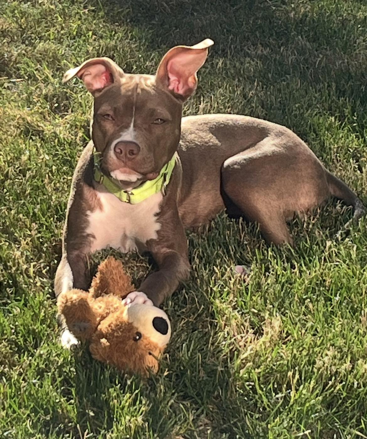 Enlarge Hazel, a ADOPTABLE mixed breed in Mendham, NJ image 1/6