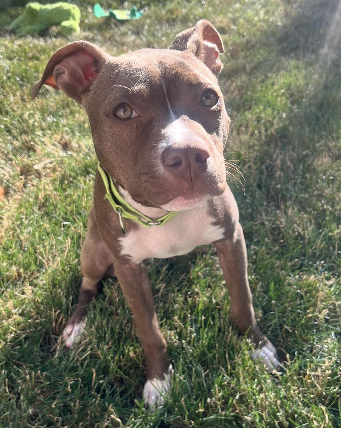 Enlarge Hazel, a ADOPTABLE mixed breed in Mendham, NJ image 4/6