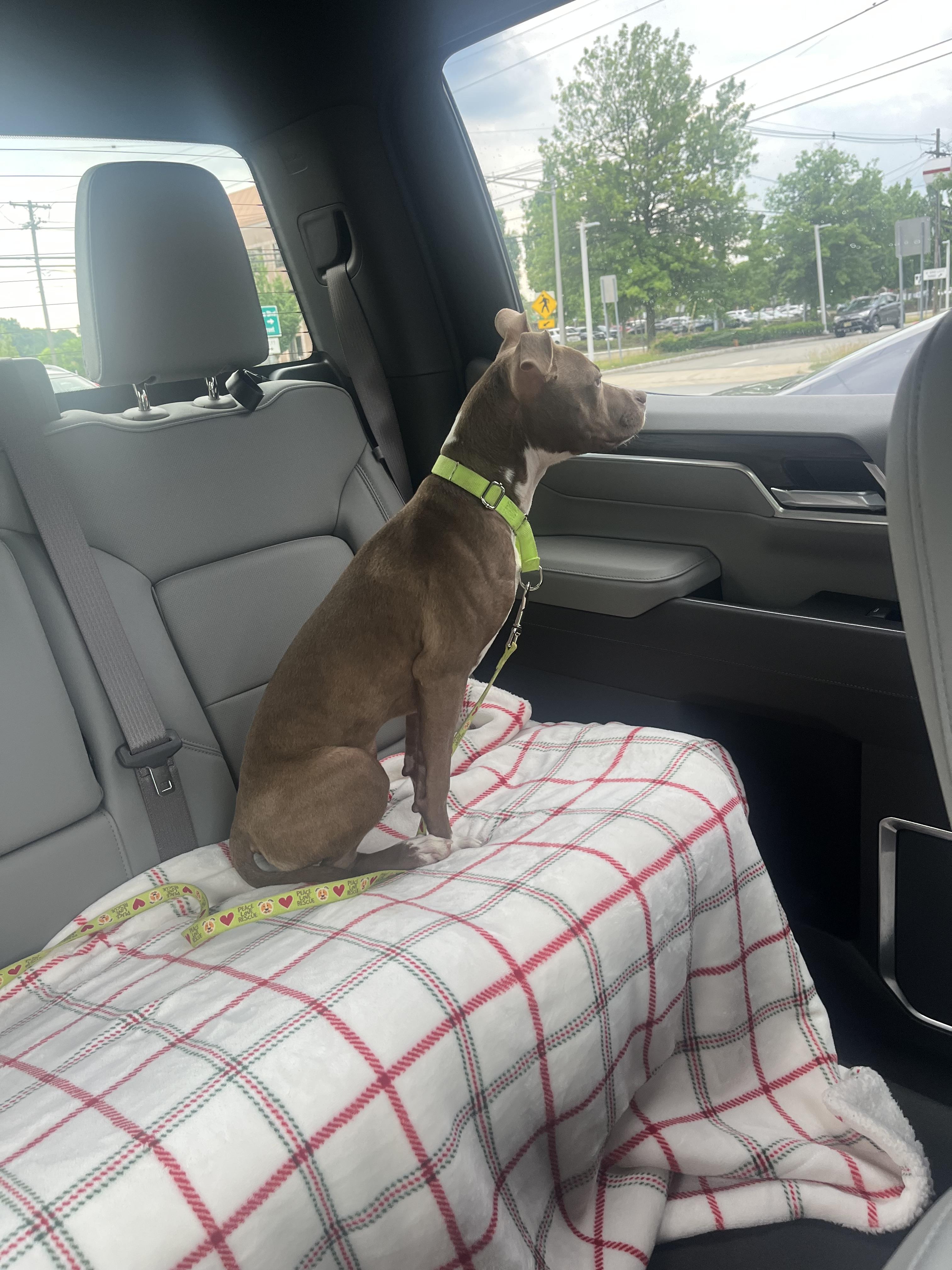 Enlarge Hazel, a ADOPTABLE mixed breed in Mendham, NJ image 5/6