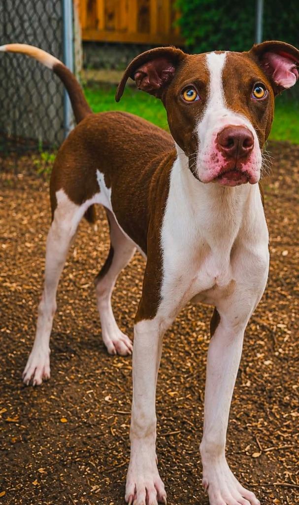 Roy Al Knight, Adoptable, Young Male Labrador Retriever & Terrier.