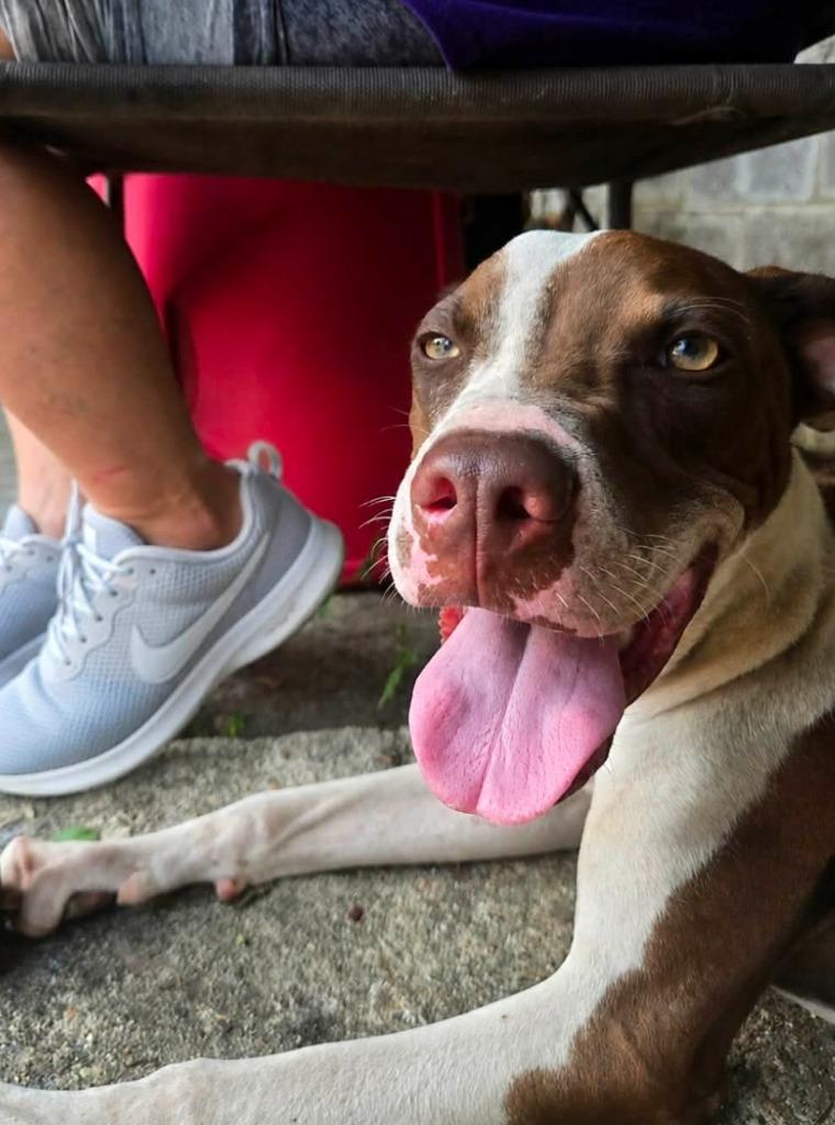 Enlarge Roy Al Knight, a Adoptable mixed breed in El Dorado, AR image 2/3
