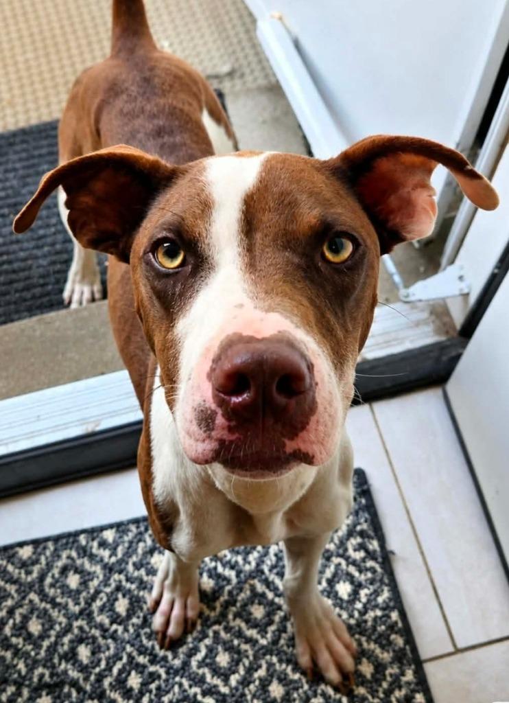 Enlarge Roy Al Knight, a Adoptable mixed breed in El Dorado, AR image 3/3
