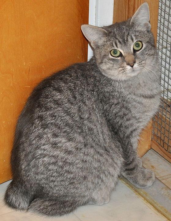 Shuga - adoption pending, a Adopted mixed breed in Liberty, NC image 1/3