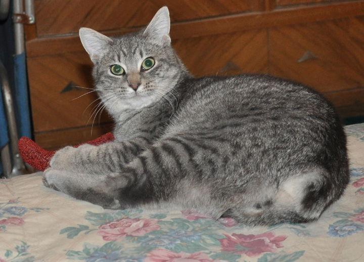 Shuga - adoption pending, a Adopted mixed breed in Liberty, NC image 2/3