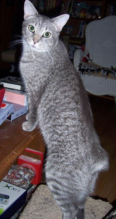 Shuga - adoption pending, a Adopted mixed breed in Liberty, NC image 3/3