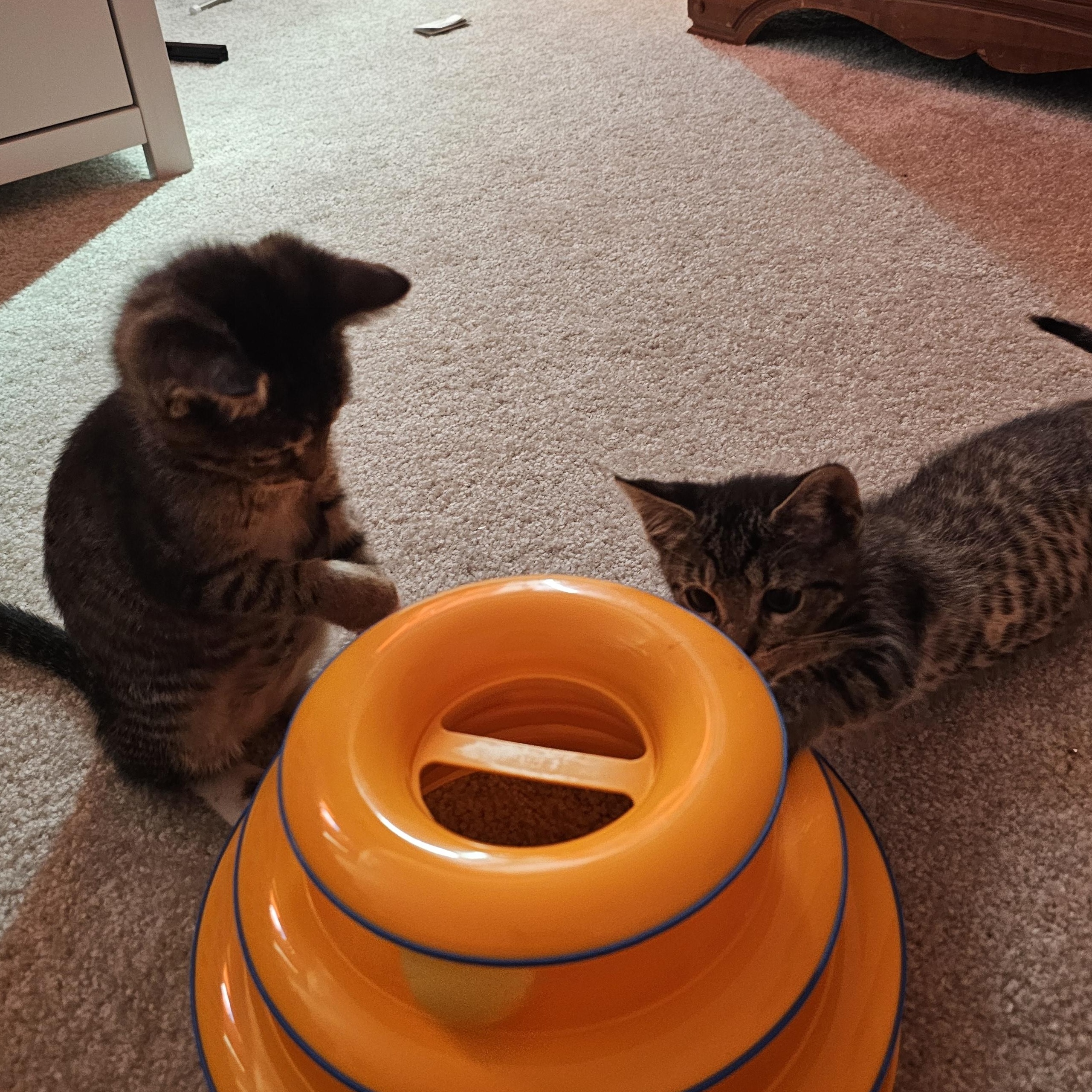 Zig & Zag, Adoptable, Kitten Female Tabby & Domestic Short Hair.