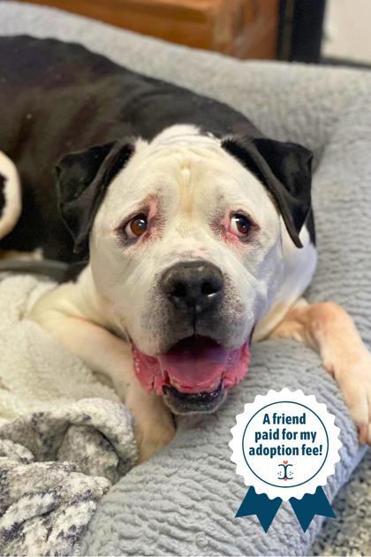 Enlarge Ozzie, a Adoptable Mixed Breed in Cincinnati, OH image 3/3