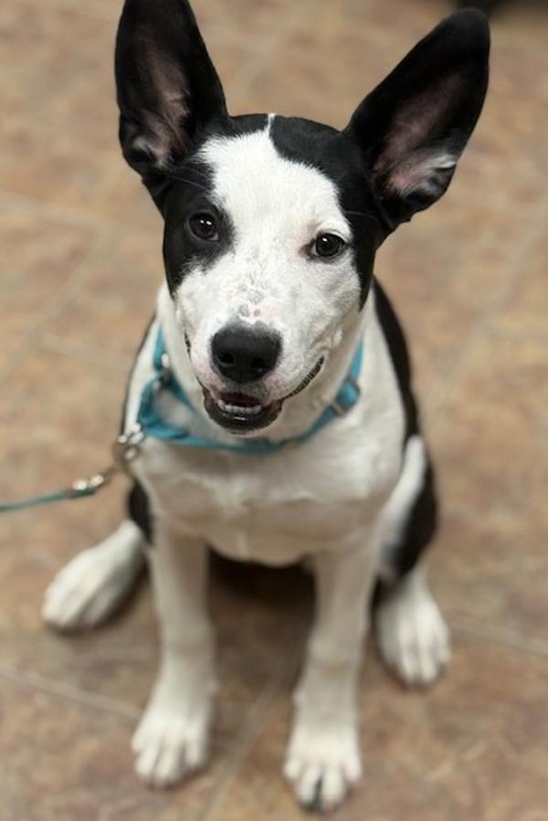 Zoey, Adoptable, Young Female Border Collie & Pit Bull Terrier.