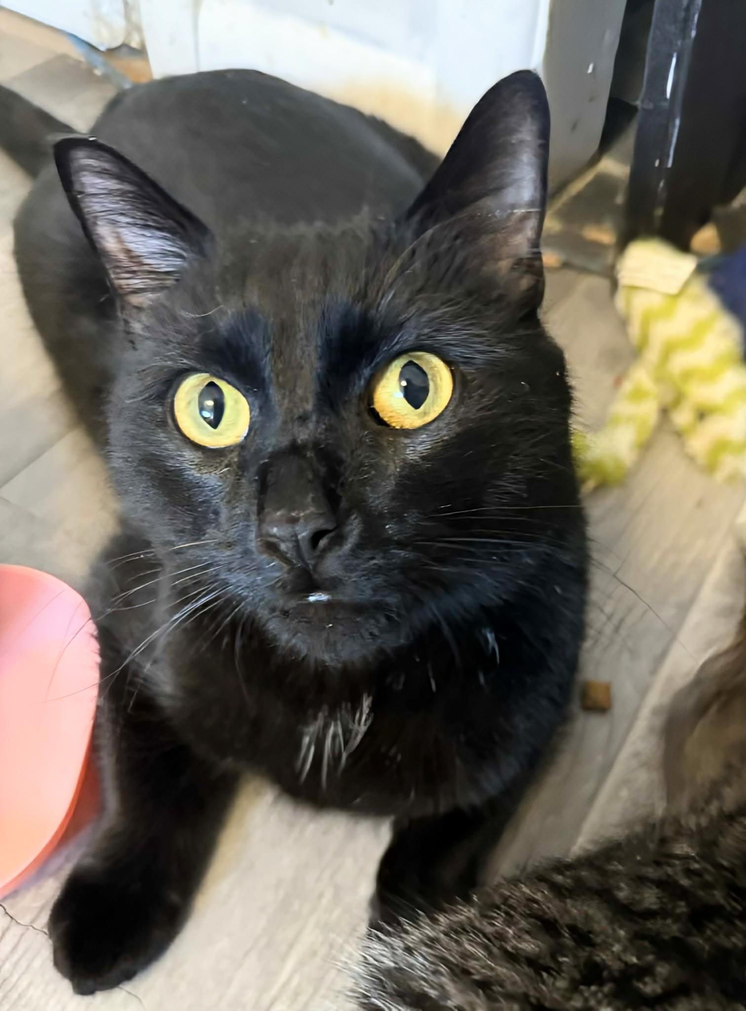 Mojo, a ADOPTABLE Domestic Short Hair in Winnipeg, MB image 3/4