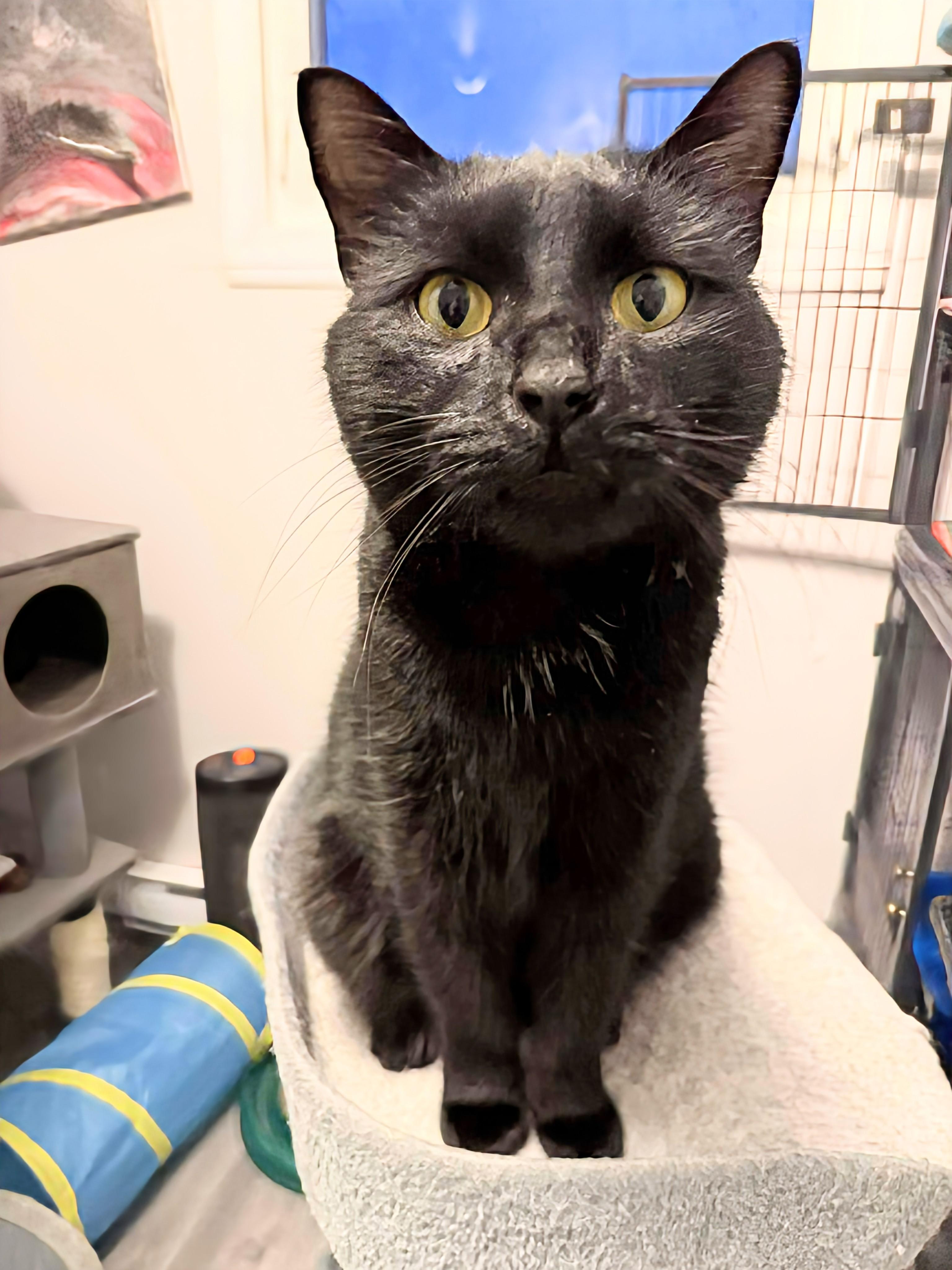 Enlarge Mojo, a ADOPTABLE Domestic Short Hair in Winnipeg, MB image 3/6
