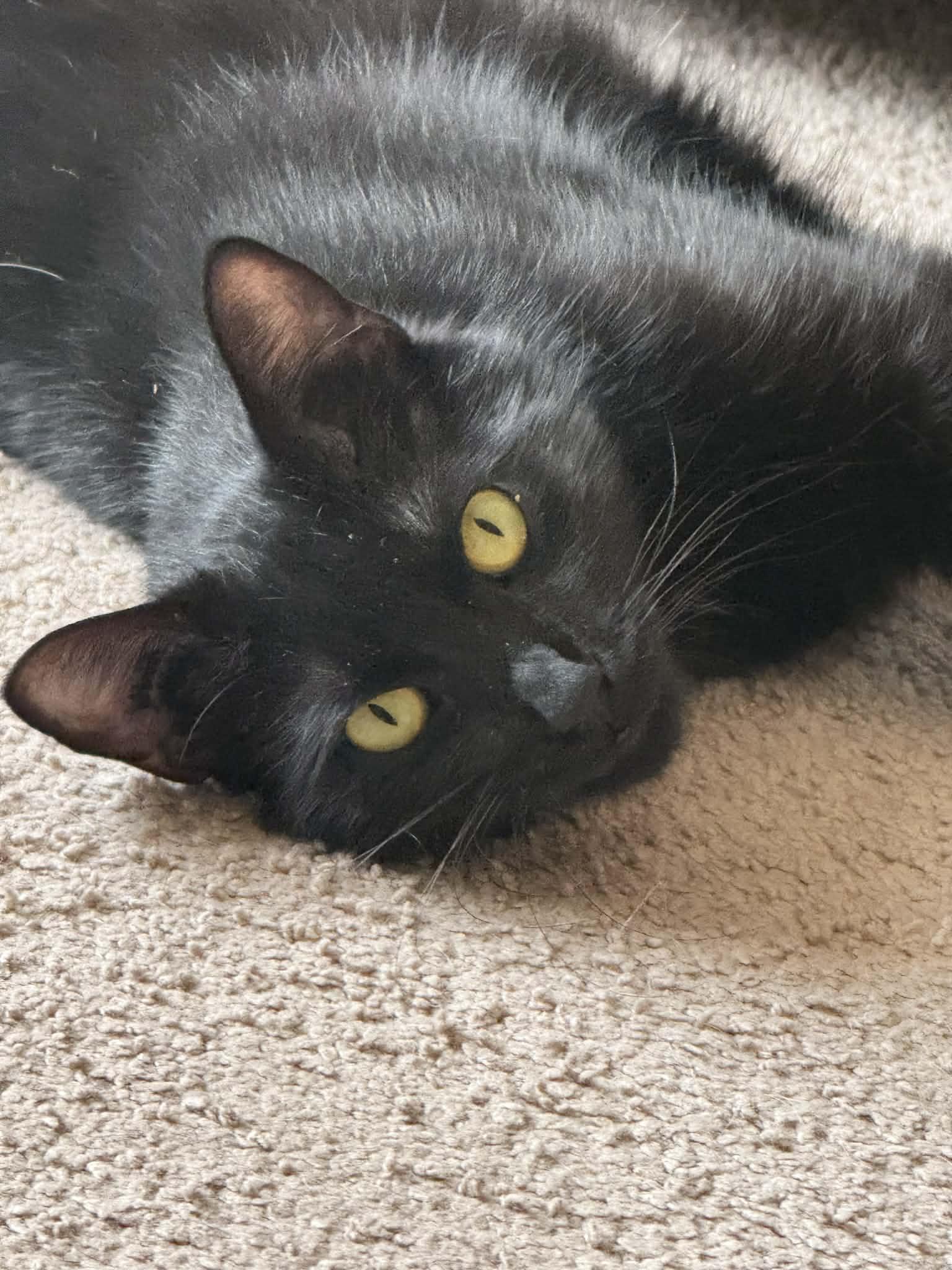 Enlarge Mojo, a ADOPTABLE Domestic Short Hair in Winnipeg, MB image 2/6