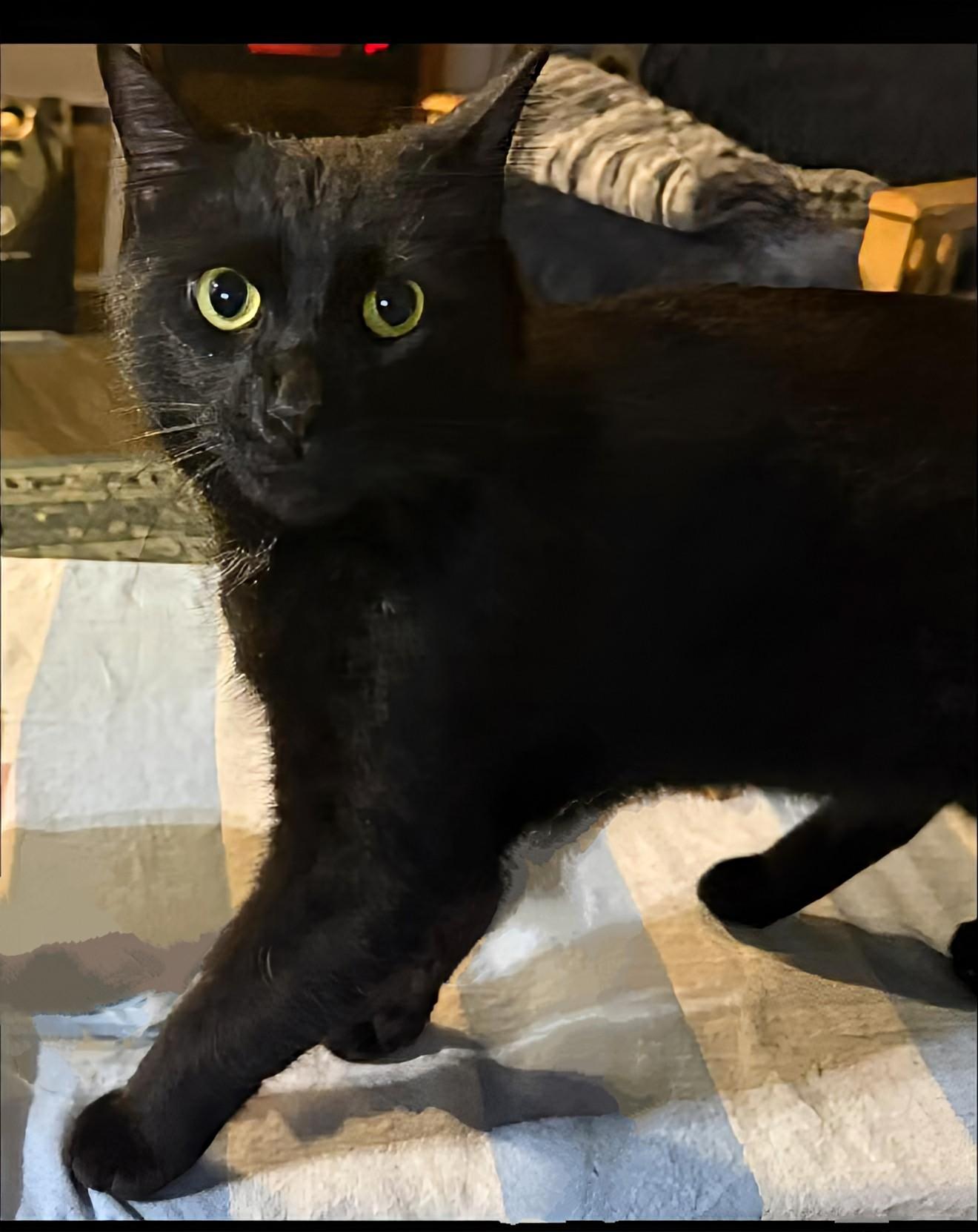 Mojo, a ADOPTABLE Domestic Short Hair in Winnipeg, MB image 4/4