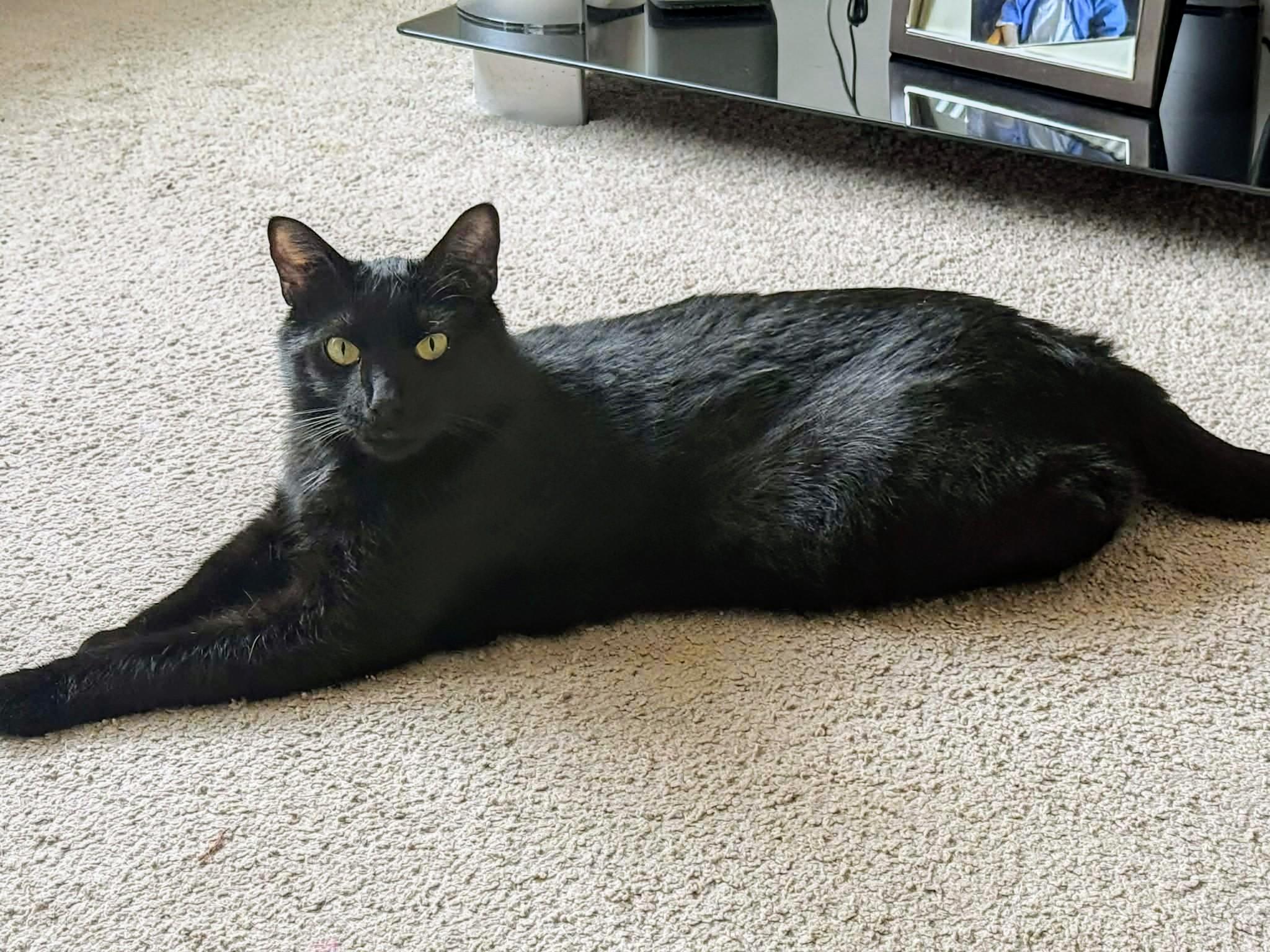 Enlarge Mojo, a ADOPTABLE Domestic Short Hair in Winnipeg, MB image 5/6