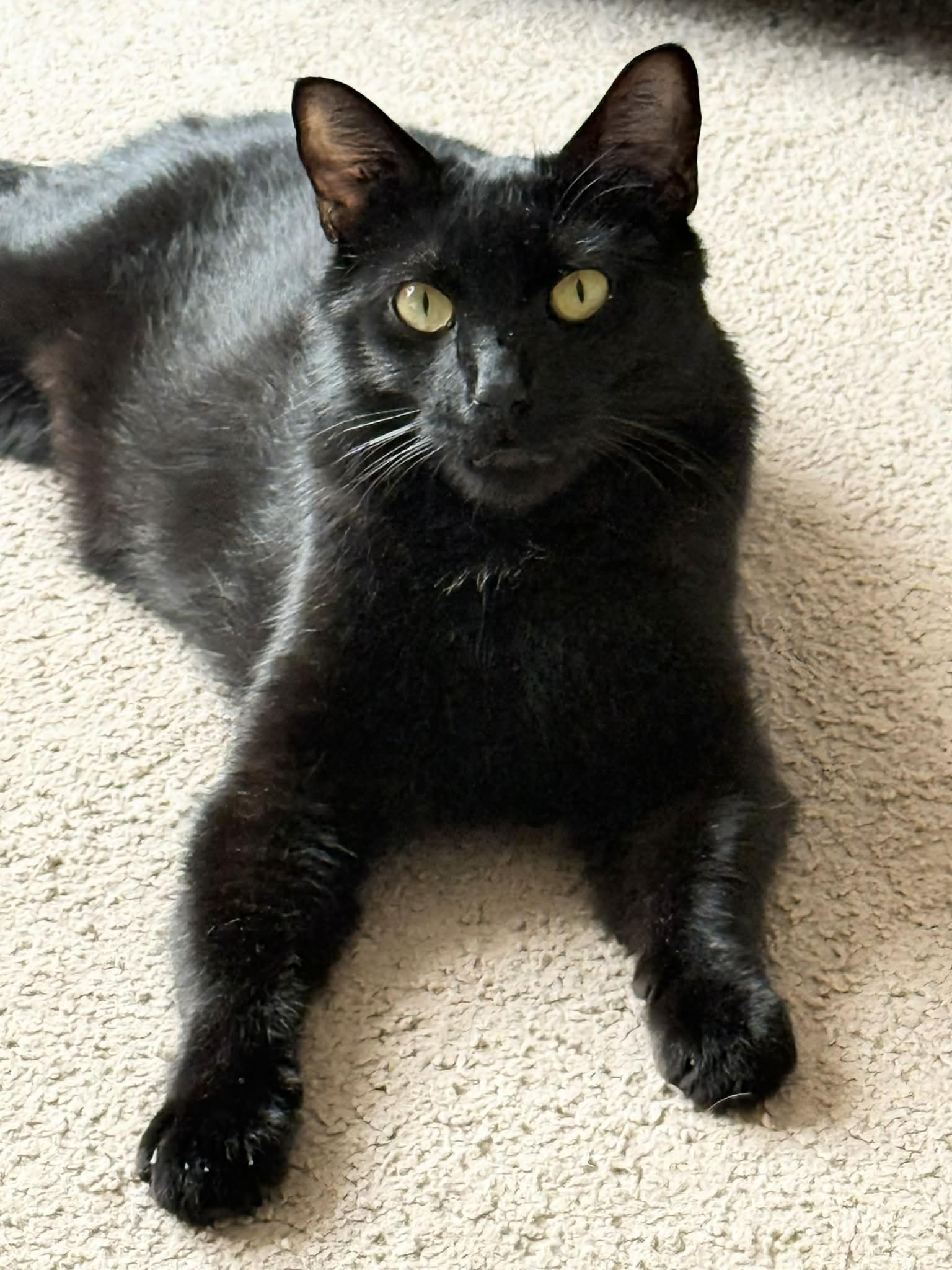 Mojo, ADOPTABLE, Adult Male Domestic Short Hair.