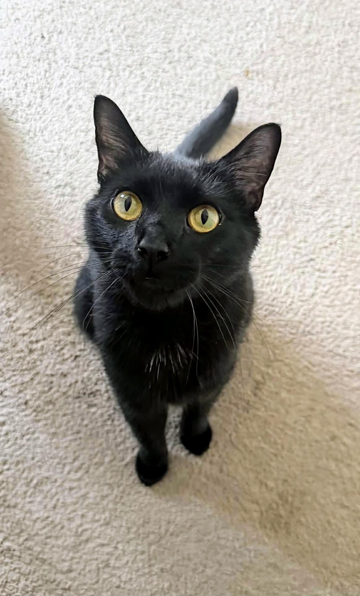 Enlarge Mojo, a ADOPTABLE Domestic Short Hair in Winnipeg, MB image 4/6