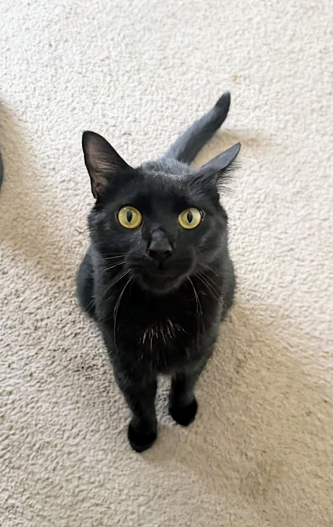 Enlarge Mojo, a ADOPTABLE Domestic Short Hair in Winnipeg, MB image 6/6