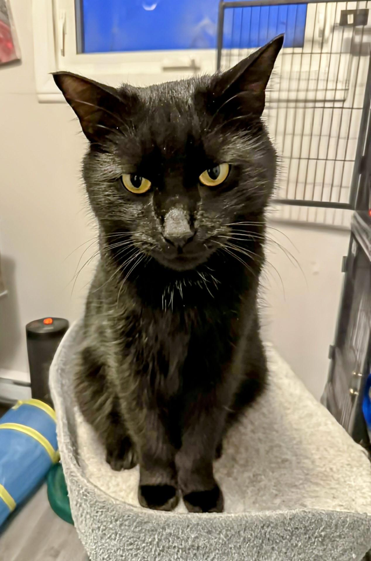 Mojo, a ADOPTABLE Domestic Short Hair in Winnipeg, MB image 1/4