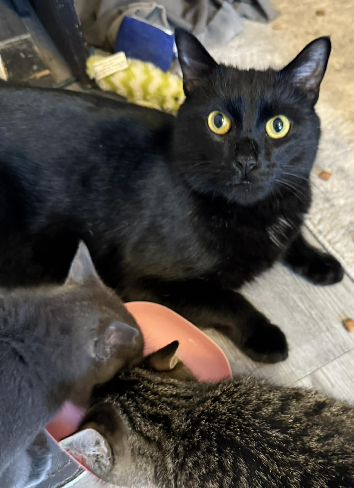 Mojo, a ADOPTABLE Domestic Short Hair in Winnipeg, MB image 2/4