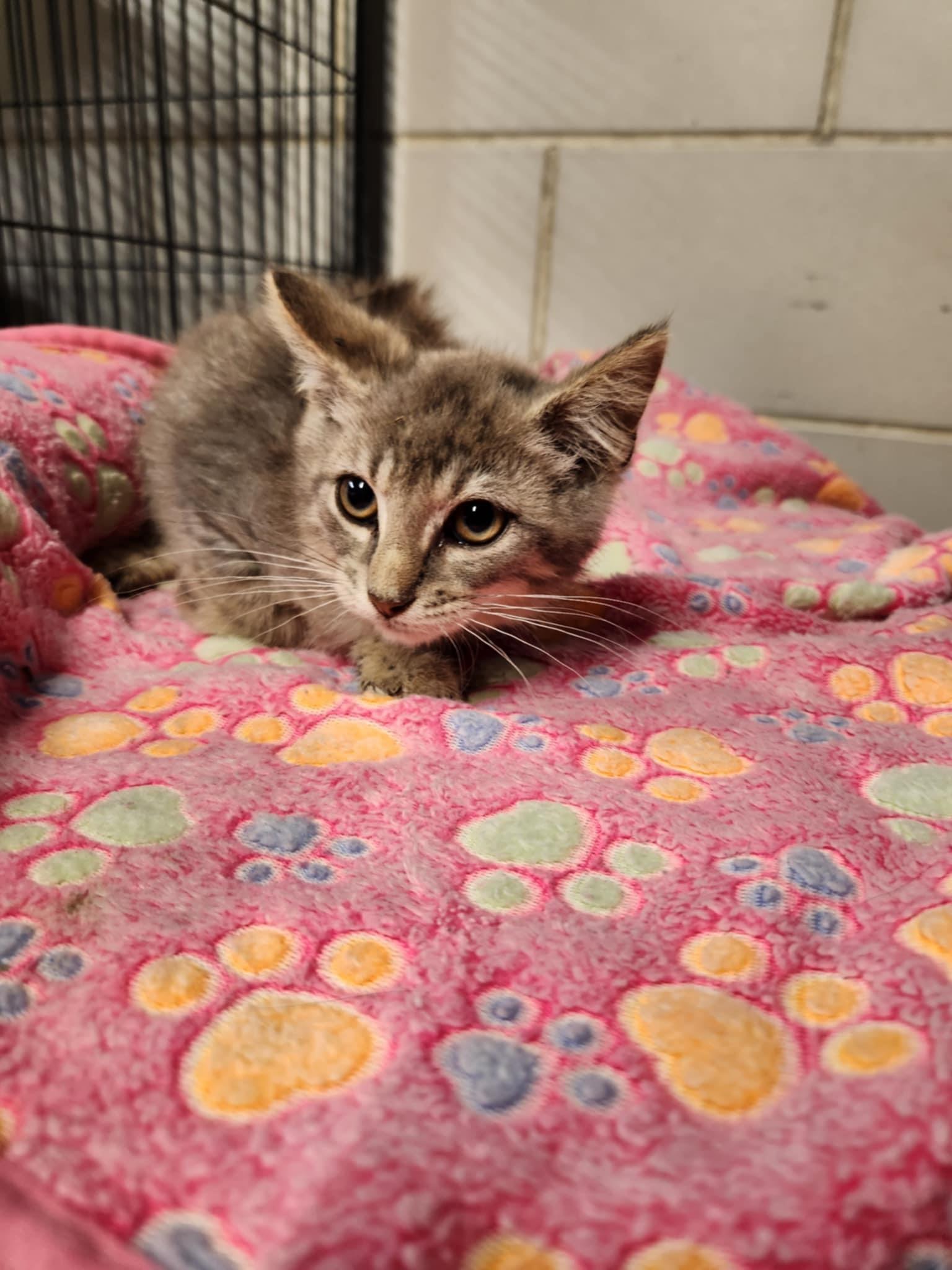 Gandalf, Adoptable, Young Male Domestic Short Hair.