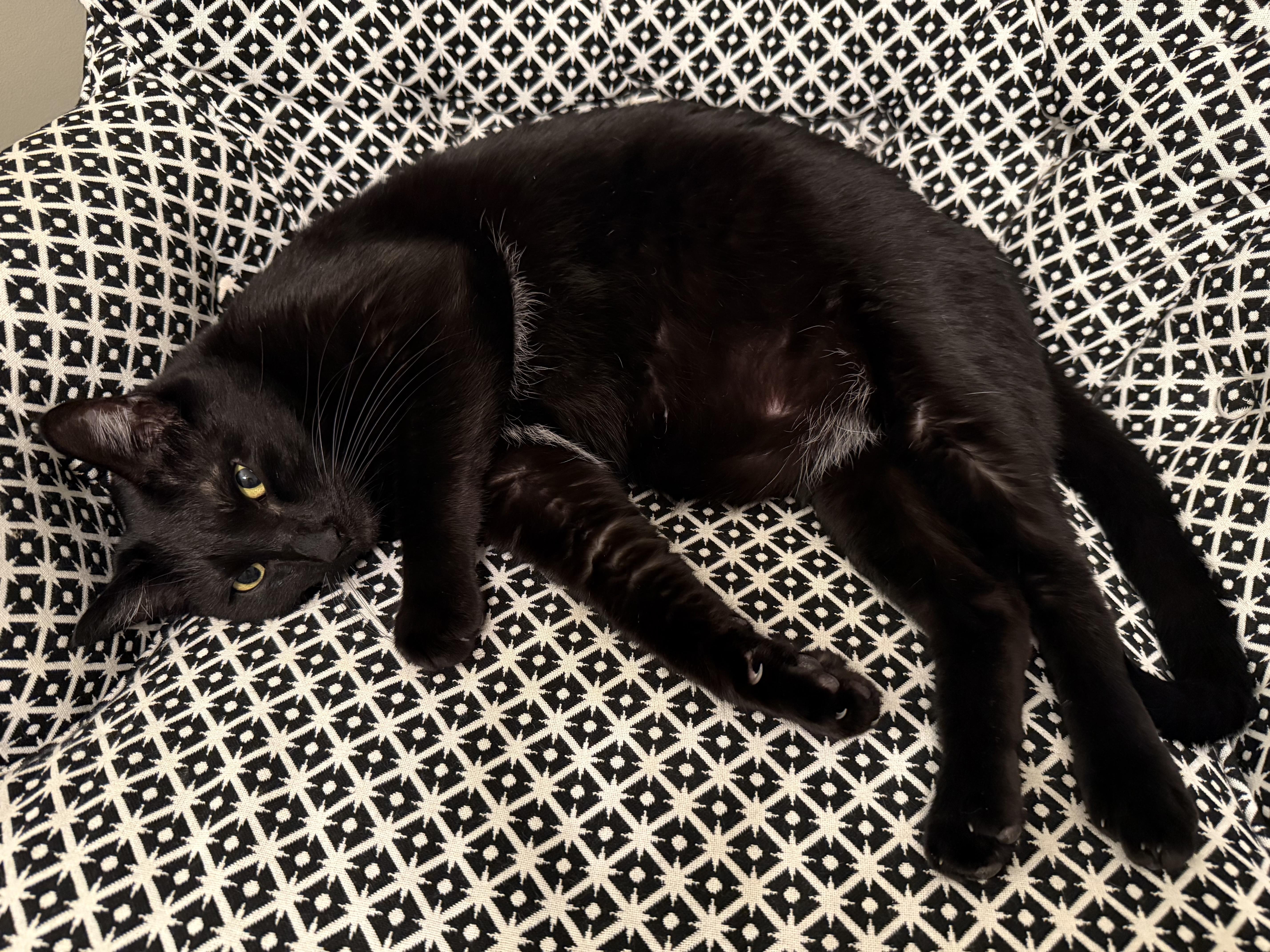 Gazebo — thumbnail 4