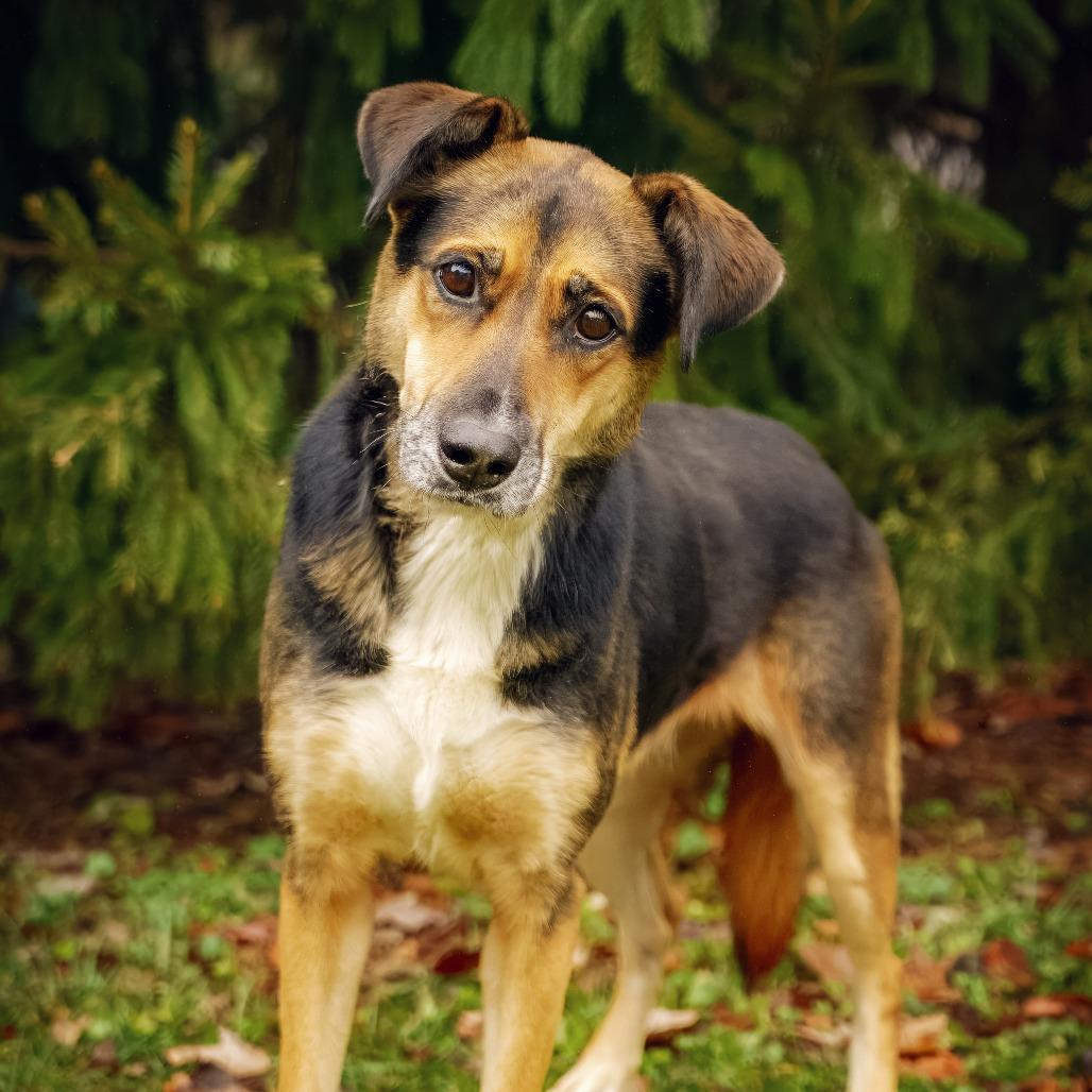 Enlarge Sage, a Adoptable Shepherd in Versailles, KY image 2/3