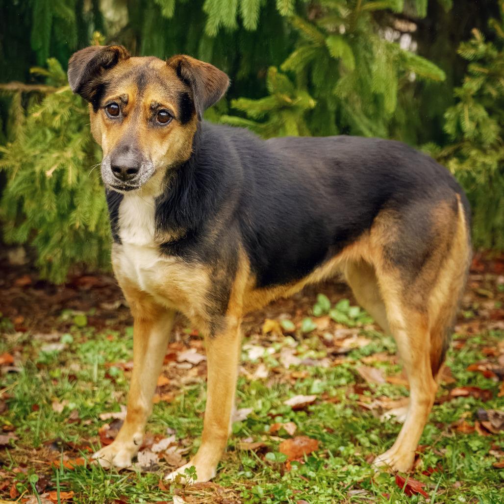 Enlarge Sage, a Adoptable Shepherd in Versailles, KY image 3/3