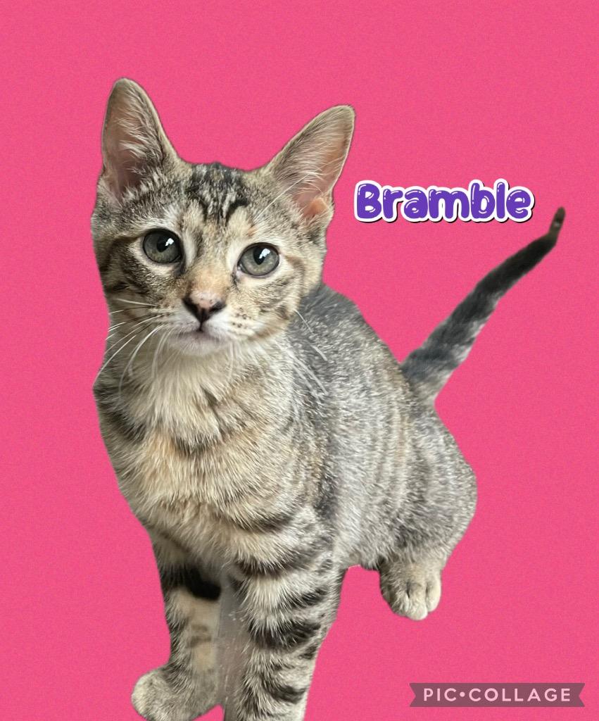 Bramble, Adoptable, Kitten Female Domestic Long Hair.