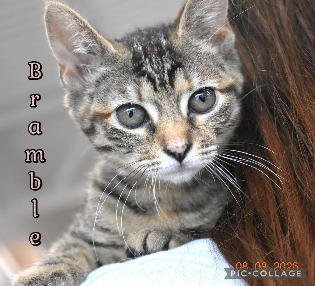 Bramble, a Adoptable mixed breed in Fort Oglethorpe, GA image 1/2