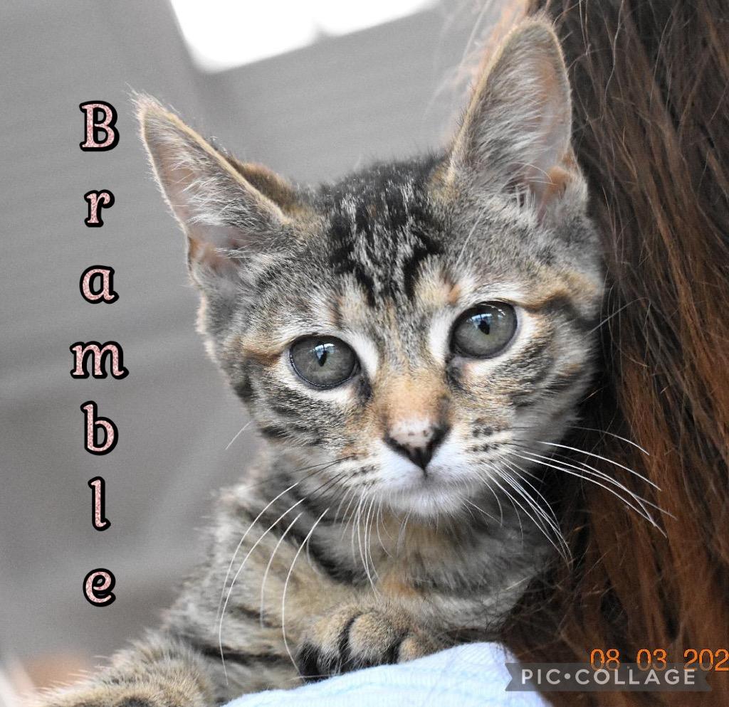 Bramble, a Adoptable mixed breed in Fort Oglethorpe, GA image 2/2