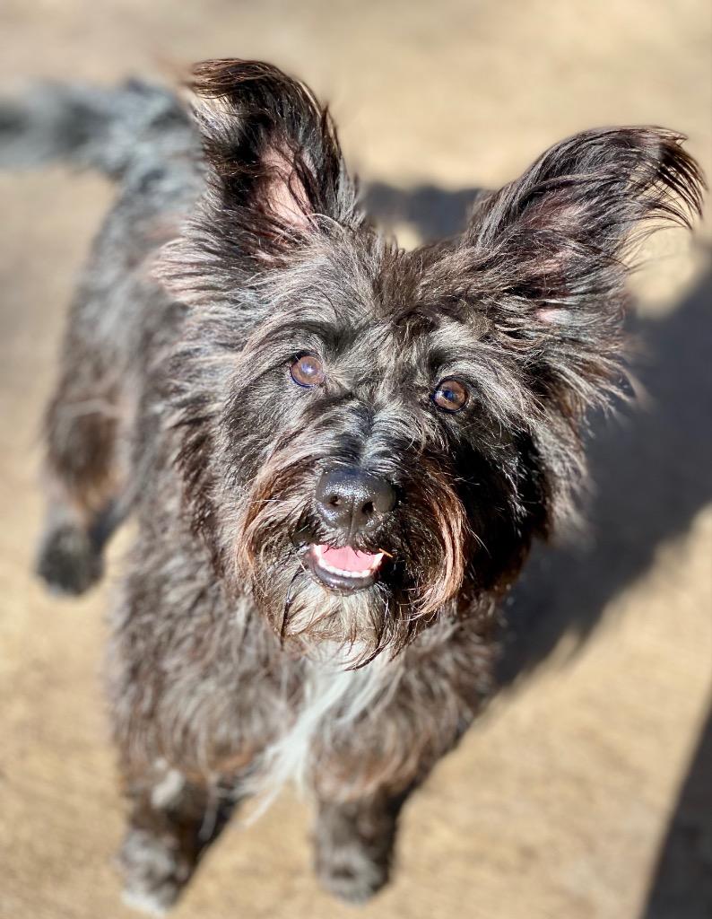 Jake, Adoptable, Young Male Schnauzer & Mixed Breed.