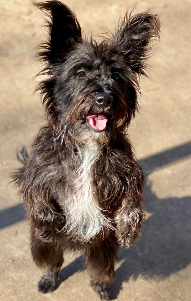 Jake, a Adoptable mixed breed in Urbandale, IA image 3/3