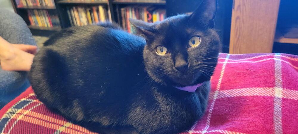 Reece's Pieces (Candy Trio), a Adoptable Domestic Short Hair in Blanchard, OK image 1/5