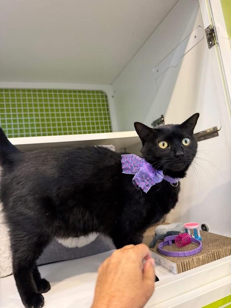 Reece's Pieces (Candy Trio), a Adoptable Domestic Short Hair in Blanchard, OK image 2/5