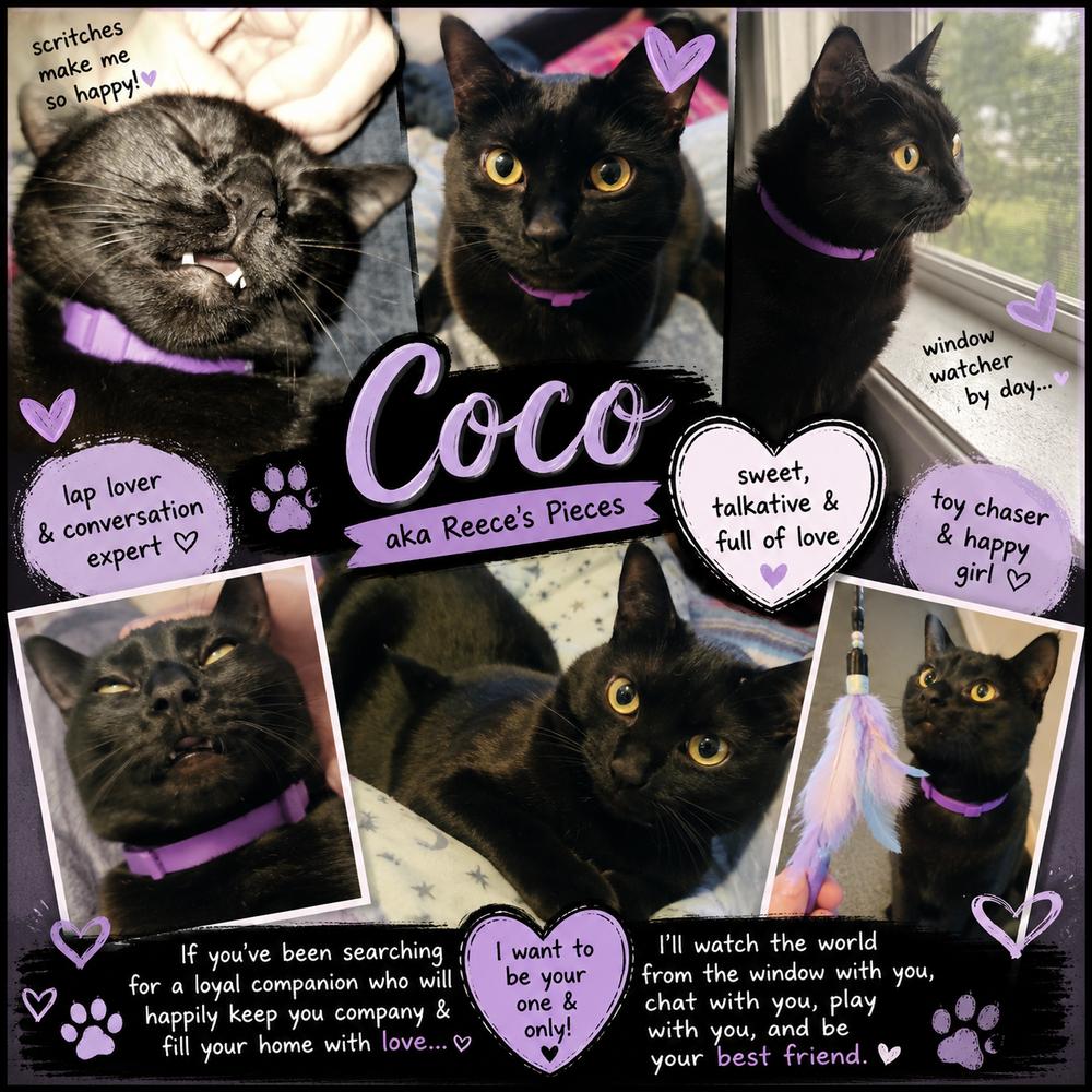 Reece's Pieces aka Coco (Candy Trio), a Adoptable Domestic Short Hair in Blanchard, OK image 3/6