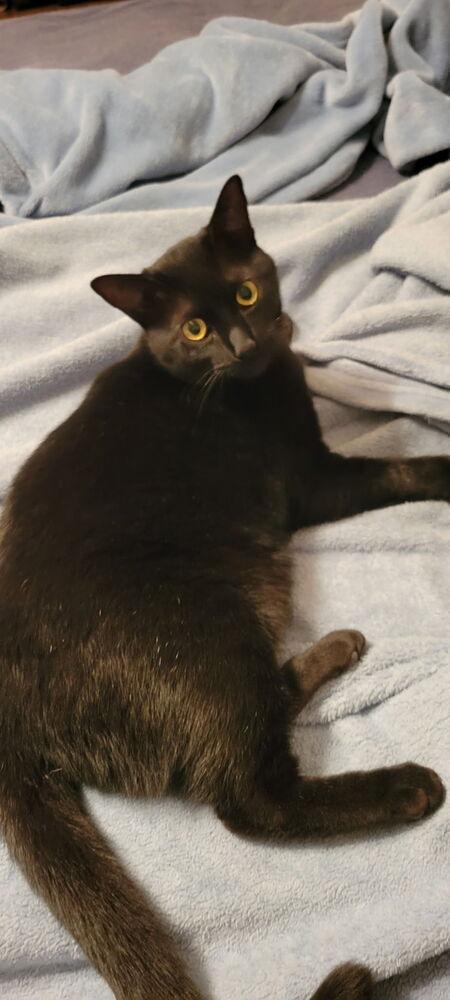 Reece's Pieces (Candy Trio), a Adoptable Domestic Short Hair in Blanchard, OK image 3/5