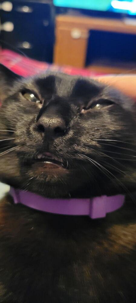 Reece's Pieces aka Coco (Candy Trio), a Adoptable Domestic Short Hair in Blanchard, OK image 5/6