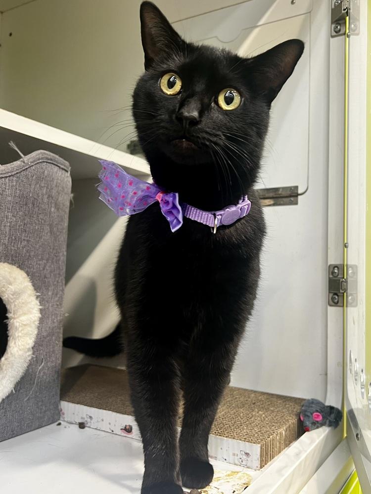 Reece's Pieces (Candy Trio), a Adoptable Domestic Short Hair in Blanchard, OK image 4/5