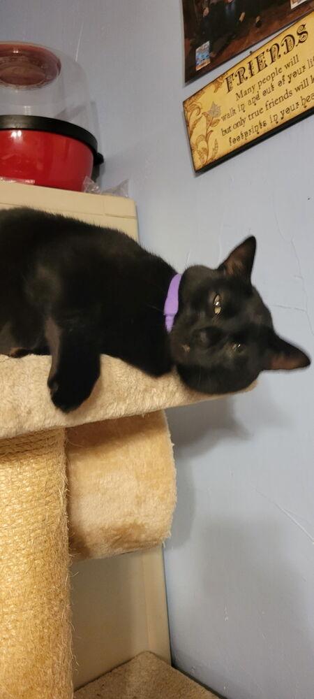Reece's Pieces (Candy Trio), Adoptable, Adult Female Domestic Short Hair.